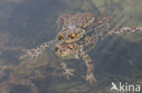 Gewone pad (Bufo bufo)