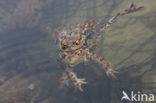 Common Toad (Bufo bufo)