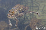 Gewone pad (Bufo bufo)