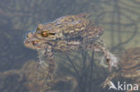 Gewone pad (Bufo bufo)