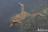 Common Toad (Bufo bufo)