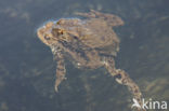 Gewone pad (Bufo bufo)