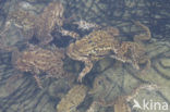 Gewone pad (Bufo bufo)