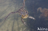 Common Toad (Bufo bufo)