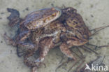 Gewone pad (Bufo bufo)