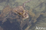 Gewone pad (Bufo bufo)