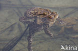 Gewone pad (Bufo bufo)