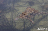 Common Toad (Bufo bufo)