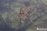 Gewone pad (Bufo bufo)