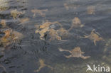 Common Toad (Bufo bufo)