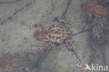 Gewone pad (Bufo bufo)