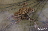 Gewone pad (Bufo bufo)