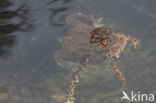 Common Toad (Bufo bufo)