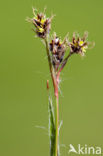 Gewone veldbies (Luzula campestris)