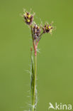 Gewone veldbies (Luzula campestris)