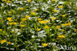 Lesser Celandine (Ranunculus ficaria subsp. bulbilifer)