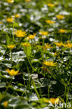 Lesser Celandine (Ranunculus ficaria subsp. bulbilifer)