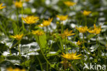 Lesser Celandine (Ranunculus ficaria subsp. bulbilifer)