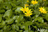 Lesser Celandine (Ranunculus ficaria subsp. bulbilifer)