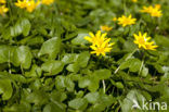 Lesser Celandine (Ranunculus ficaria subsp. bulbilifer)