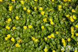 Lesser Celandine (Ranunculus ficaria subsp. bulbilifer)