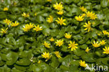 Lesser Celandine (Ranunculus ficaria subsp. bulbilifer)