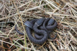 Smooth Snake (Coronella austriaca)