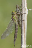 Glassnijder (Brachytron pratense) 