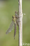 Glassnijder (Brachytron pratense) 