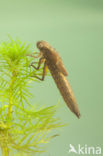 Hairy Dragonfly (Brachytron pratense)