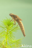 Hairy Dragonfly (Brachytron pratense)