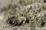 Grijze zandbij (Andrena vaga)