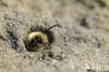 Grijze zandbij (Andrena vaga)