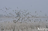 European Greenfinch (Carduelis chloris)