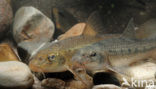 Gudgeon (Gobio gobio)