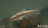 Gudgeon (Gobio gobio)