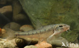 Gudgeon (Gobio gobio)