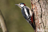 Grote Bonte Specht (Dendrocopos major)