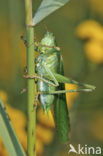 Grote groene sabelsprinkhaan (Tettigonia viridissima)