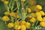 Great Green Bush-cricket (Tettigonia viridissima)