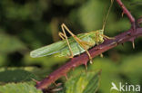 Grote groene sabelsprinkhaan (Tettigonia viridissima)