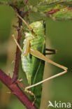 Grote groene sabelsprinkhaan (Tettigonia viridissima)