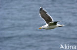 Grote Mantelmeeuw (Larus marinus) 