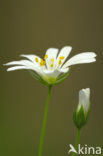 Grote Muur (Caryocolum blandella)