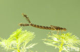 Red-eyed Damselfly (Erythromma najas)