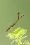 Grote roodoogjuffer (Erythromma najas)