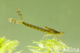 Grote roodoogjuffer (Erythromma najas)