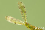Red-eyed Damselfly (Erythromma najas)