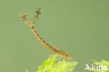 Grote roodoogjuffer (Erythromma najas)