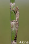 Grote roodoogjuffer (Erythromma najas)